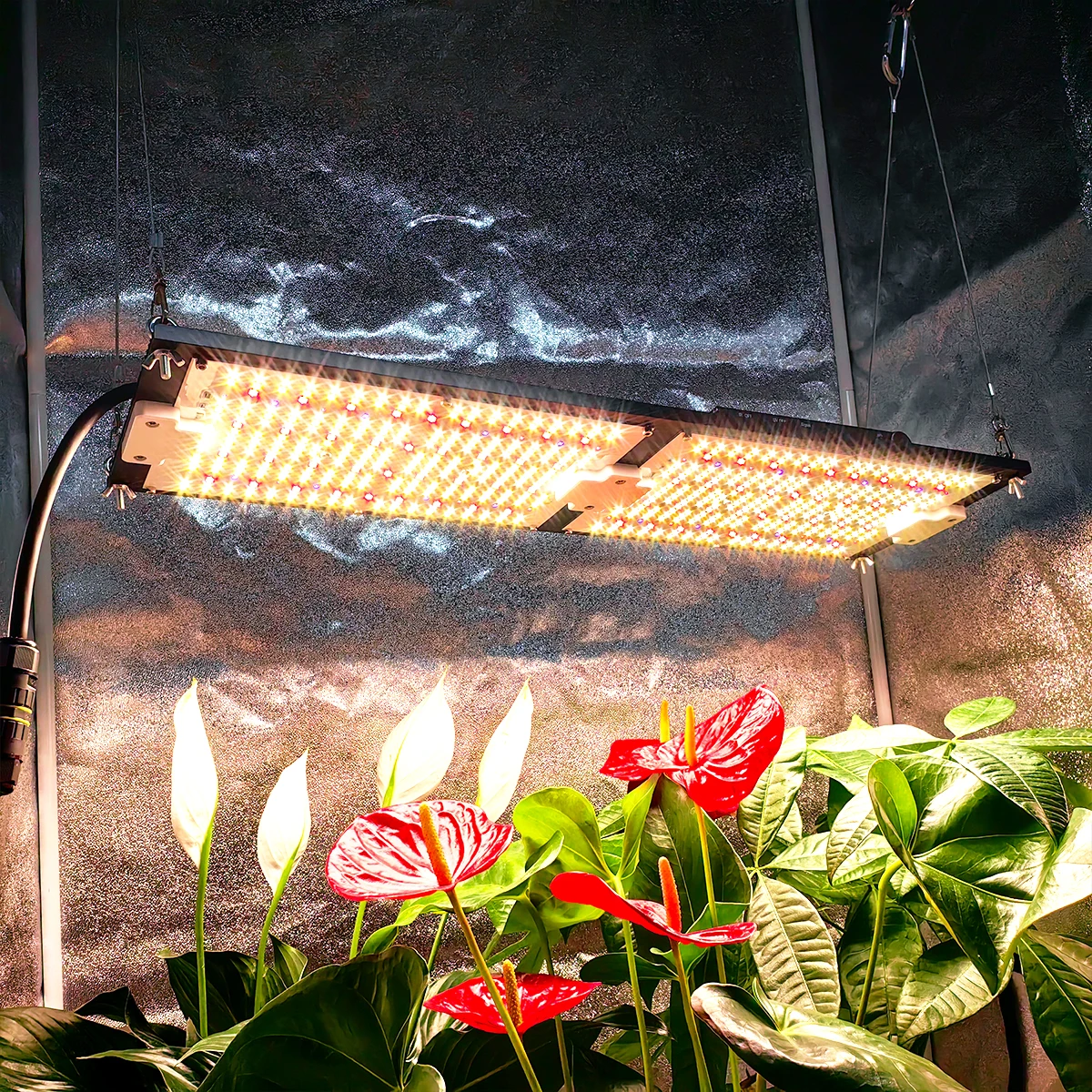 

Latest Economic 240W Samsung Lm301H Evo UV IR Separately Control Led Grow Light Board Turn On/Off Grow Tent Complete Kit
