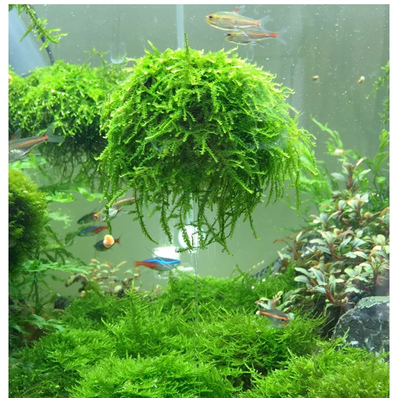 5cm Aquarium Fish Tank Media Moss Ball Live Plant Filter Filtration Decor Home Decoration Nature Sea Plant fish tank ornaments fish tank decorations aquarium ornaments