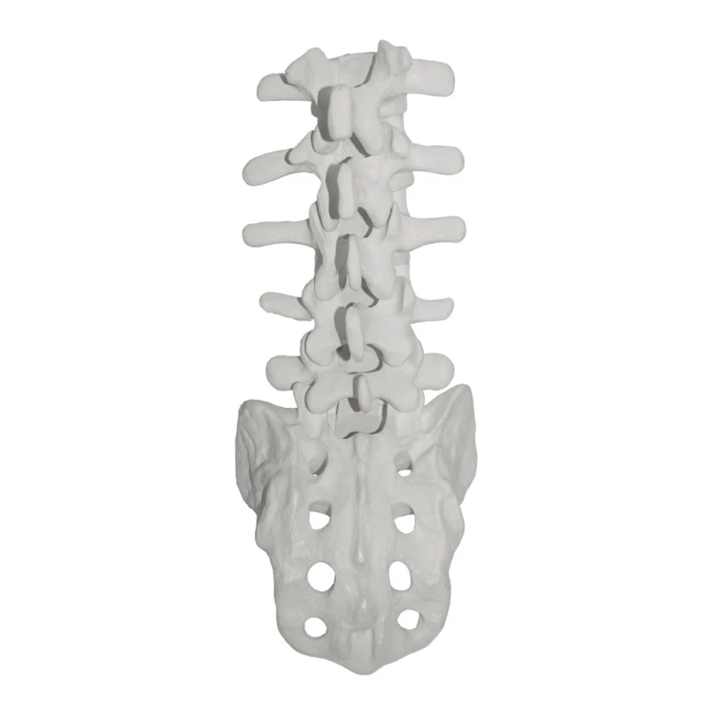 

Human Lumbar Vertebrae Anatomical Model for Science Education Demonstration