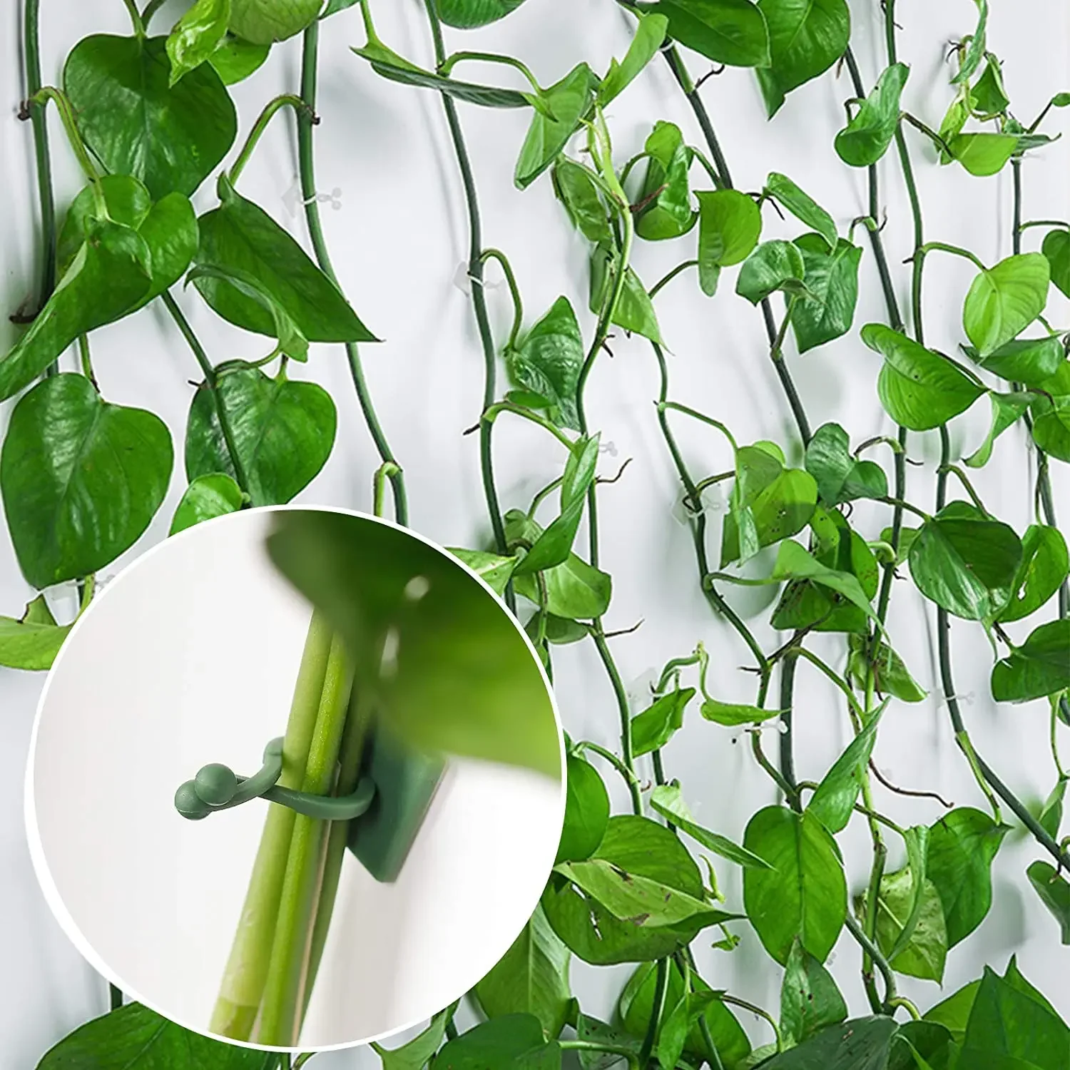 1-50Pcs Plant Climbing Wall Clip Acrylic Sticker Self-adhesive Hook Plant Vine Traction Fixator Indoor and Outdoor Decoration