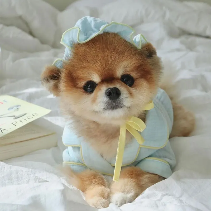 How Much Does A Jiffpom Dog Cost