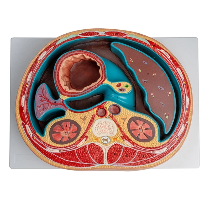 

Anatomical Abdominal Cavity Model Shows Details of Thoracic Vertebrae, Liver