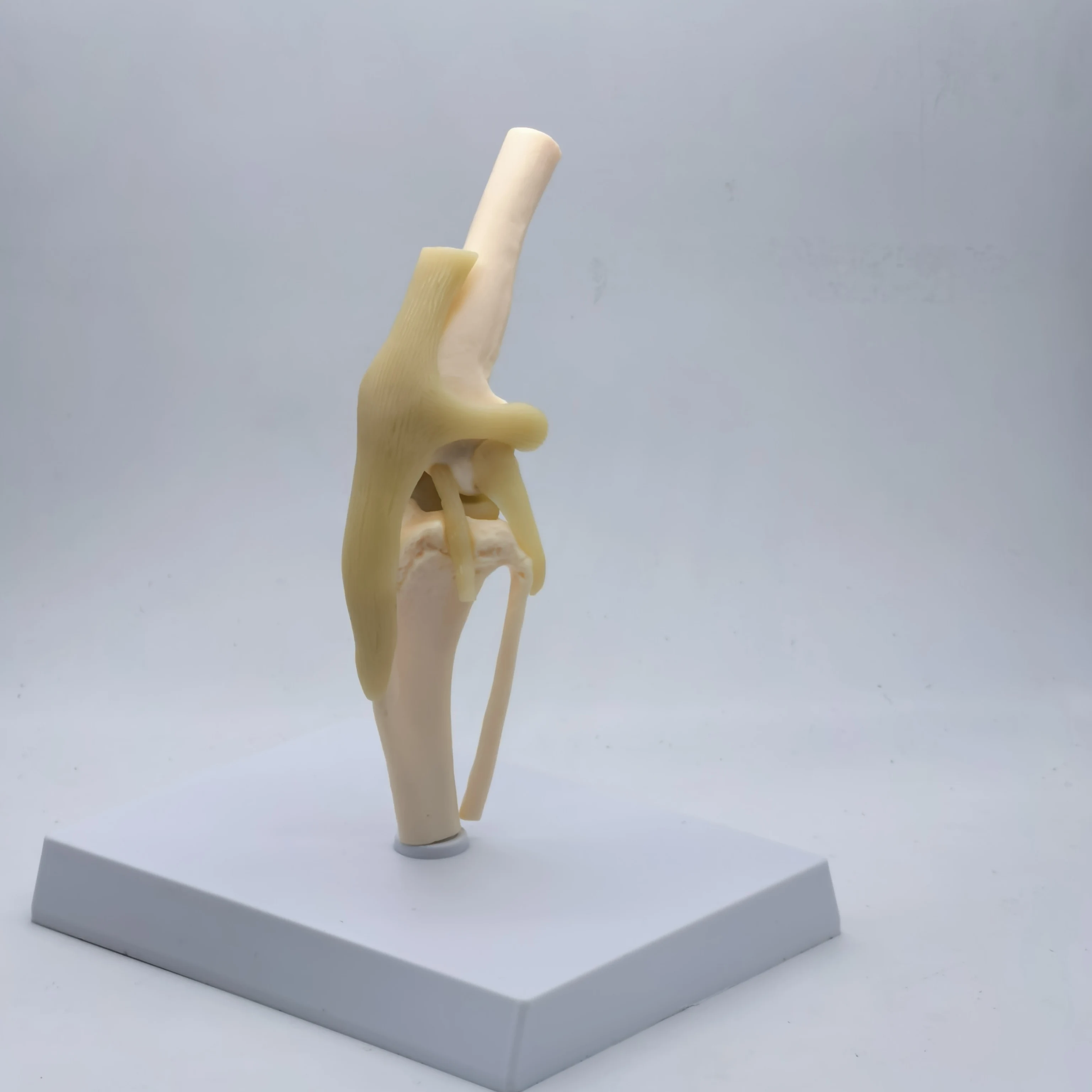 Canine Knee Joint Model 5