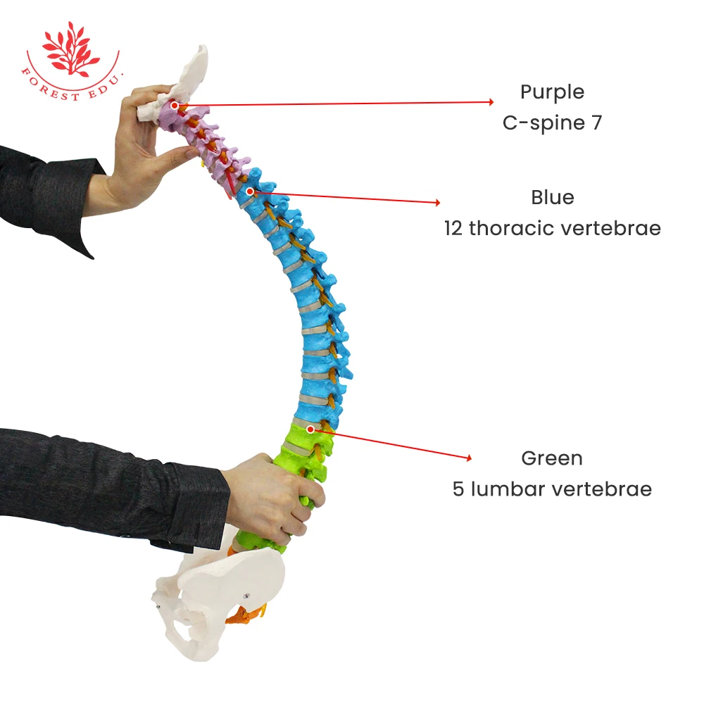 Anatomy Spine Model 85cm FRT016 Flexible Bendable with Holder Stand Colored Vertebrae Lumbar with Nerves Medical Science