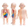 Body Anatomy Model For kids Children Human Torso Model Montessori Educational Learning Toys Organ Assembled Toy Kids 3D Puzzles 3
