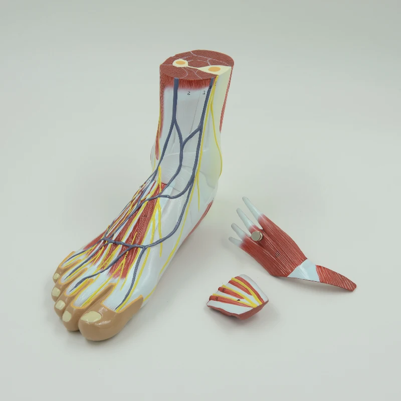 Life-Size Foot Anatomy Model 6