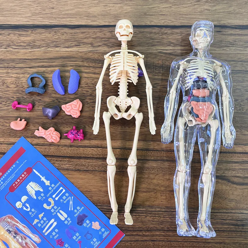 3D Human Torso Model Children's Anatomical Human Skeleton Organ Model Can Be Assembled DIY Human Organ Toys Educational Toys 4