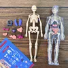 3D Human Torso Model Children's Anatomical Human Skeleton Organ Model Can Be Assembled DIY Human Organ Toys Educational Toys 4