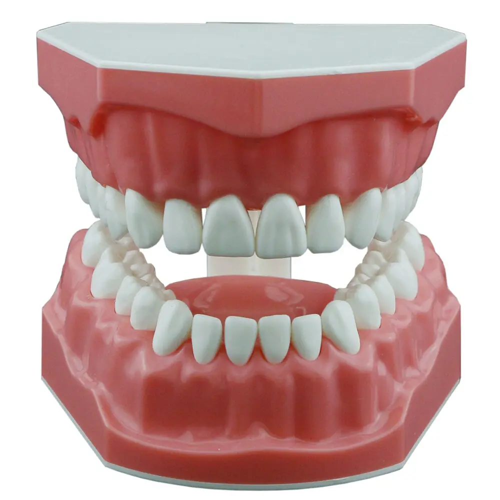 Dental Teaching Model Typoodnt Brushing Flossing Practice Studying Teeth Model Normal Standard Size Demo M7010-1