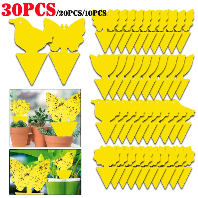 Yellow Sticky Fruit Fly Traps (30 Traps) - Pest Aid