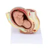 9th Month Baby Fetus/Foetus  Model Embryonic Development 2