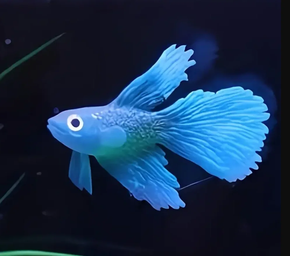1pcs Set of Lifelike Goldfish Decorations with Suction Cups-Silicone, Odorless Aquarium Ornaments for Fish Tank Landscaping
