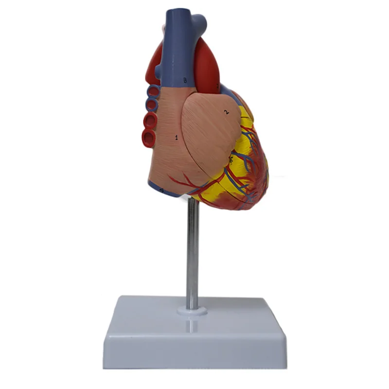 해부학 인간의 심장 해부학 모델 의료 과학 내장 교육 모델 의료 기관 모델 교육 리소스 스탠드 포함