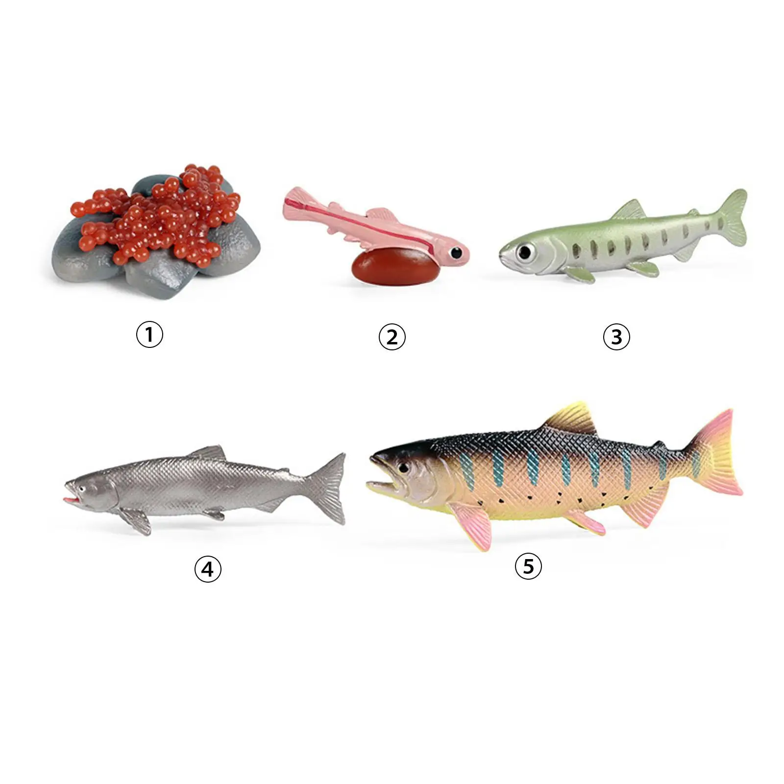 Life Cycle of Salmon Toys Puzzle Science Teaching Materials Animal Growth Cycle Set Preschool Daycare Role Play Birthday Gifts