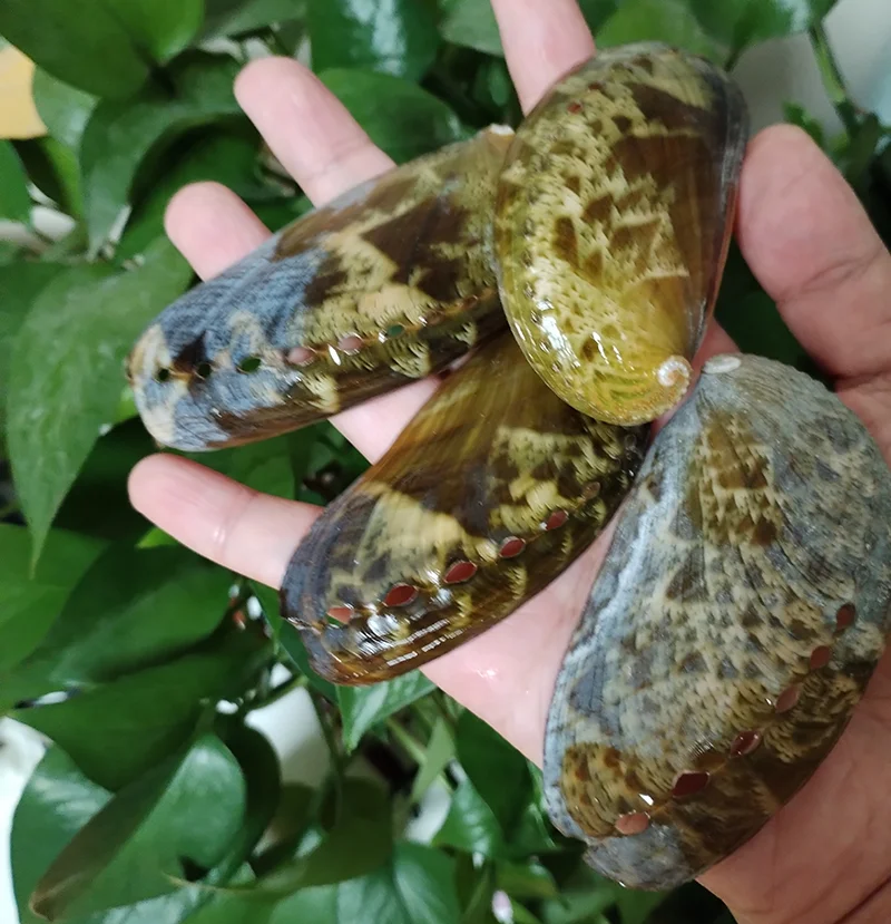 8 PCS Donkey Ear Abalone Shells Natural Haliotins Asinine Seashell DIY Crafts Arts and Home Decor (2 inches-4 inches) natural shell ornaments