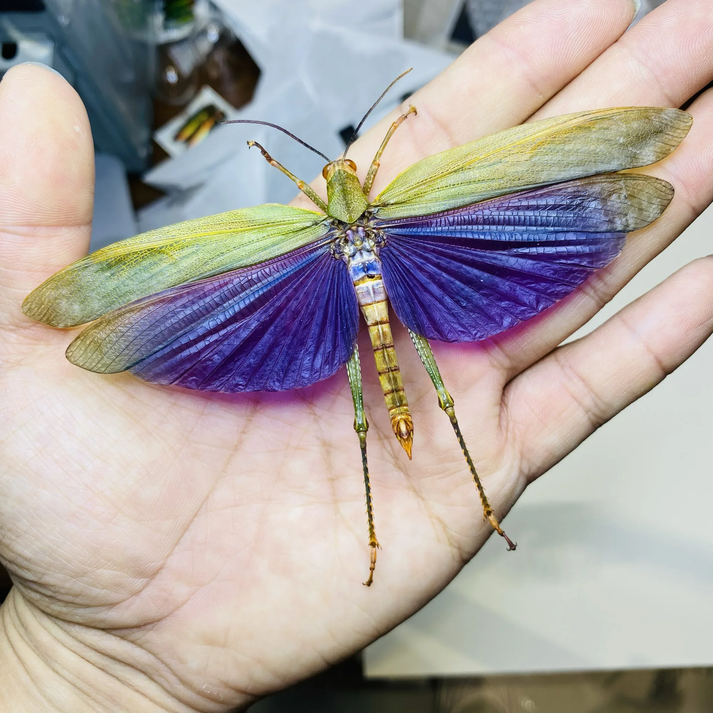 Real Moth Insect Grasshopper Specimen Teaching and Research Hobby Collection of Home Decoration Crafts Statues for Decoration 2