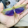 Real Moth Insect Grasshopper Specimen Teaching and Research Hobby Collection of Home Decoration Crafts Statues for Decoration 2