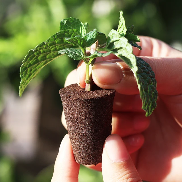 12Db/Csomag Palánták Blokk Termesztési Szivacs Hidroponikus Kiegészítő Kertje Ültetési Gyógynövény Csírázási Tartozékok - Image 5