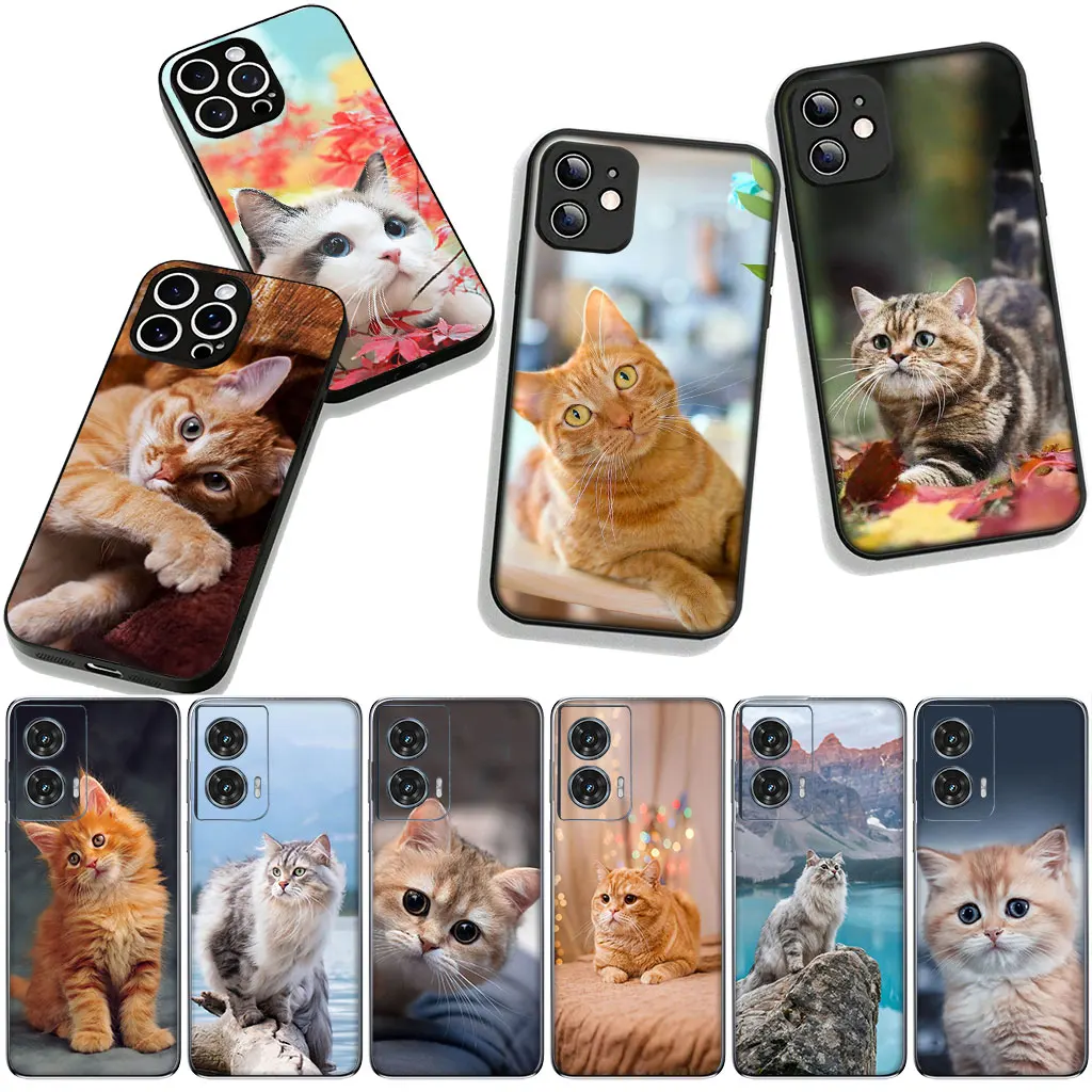 Kitten Cat Design Phone Case Cover
