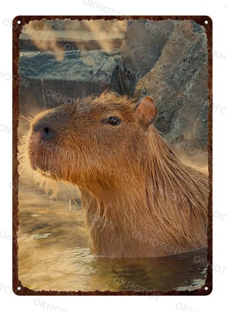 Metal Print Plate Kawaii Capybara Tin Sign Posters Plaque Animals Guinea  Pig Metal Wall Decor Tin Picture Man Cave Pub Bar Sign| | - AliExpress
