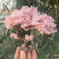 CherryE 15cm