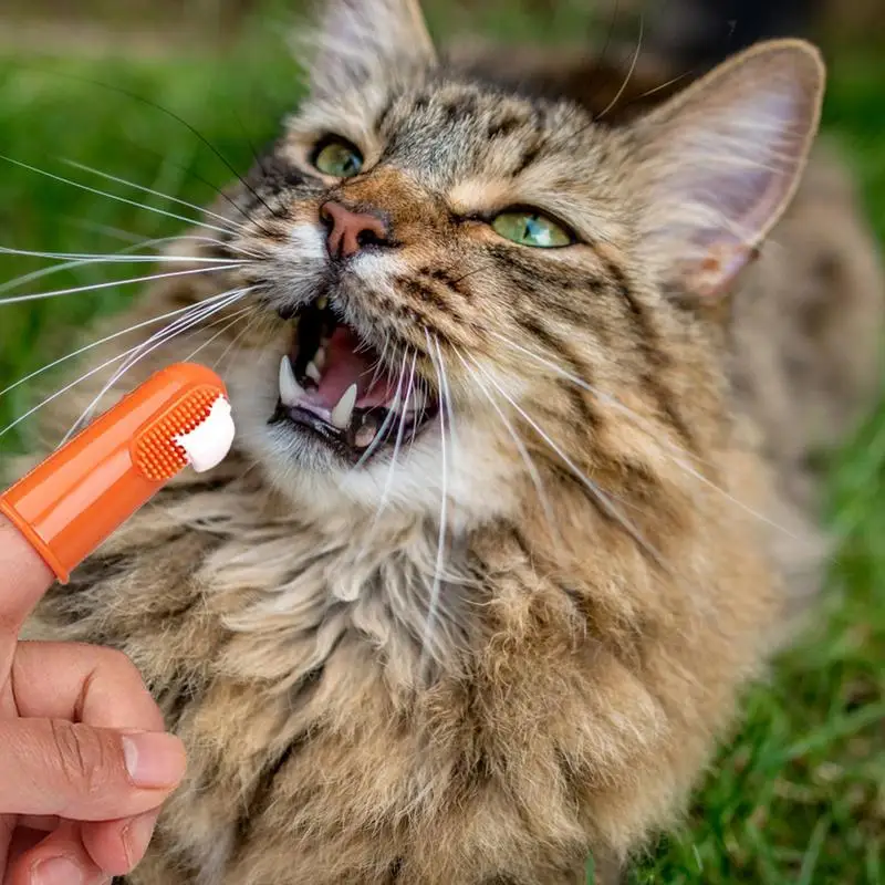 Cat Toothbrush and Toothpaste Set 2