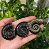 1pc Gold Obsidian Carving, Conch, Crystal Carving, Spiritual Symbol, Healing Crystal, Crystal Collection, Gift, Home Decor 5