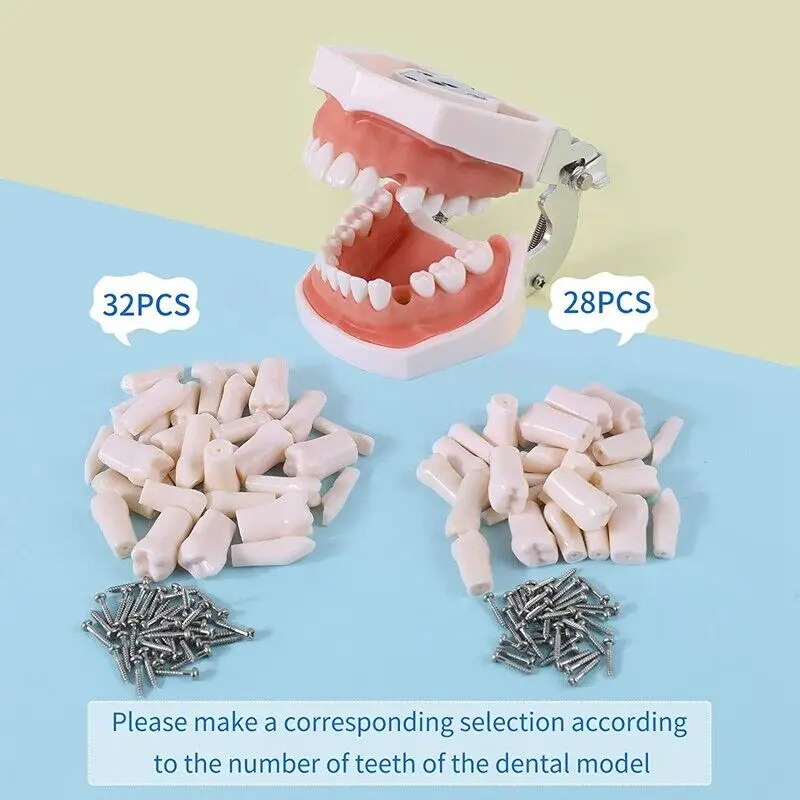 Kilgore NISSIN 200 Type Dental Teeth Models for Typodont Removable Frasaco Columbia Dentoform Teeth Model 4