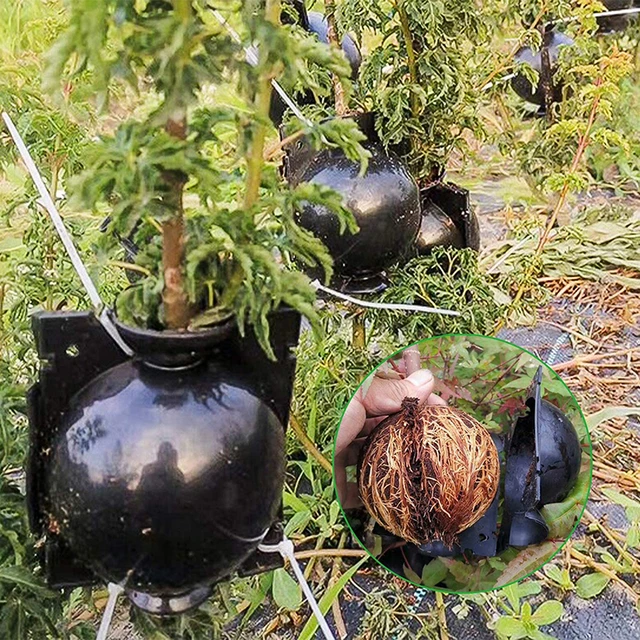 10Db Növény Gyökérgyökér Golyó Szaporodás Gyökérzet Újrafelhasználható Gyökérnövekő Doboz Dugványok Oltó Gyökerező Óvoda Edények - Image 2