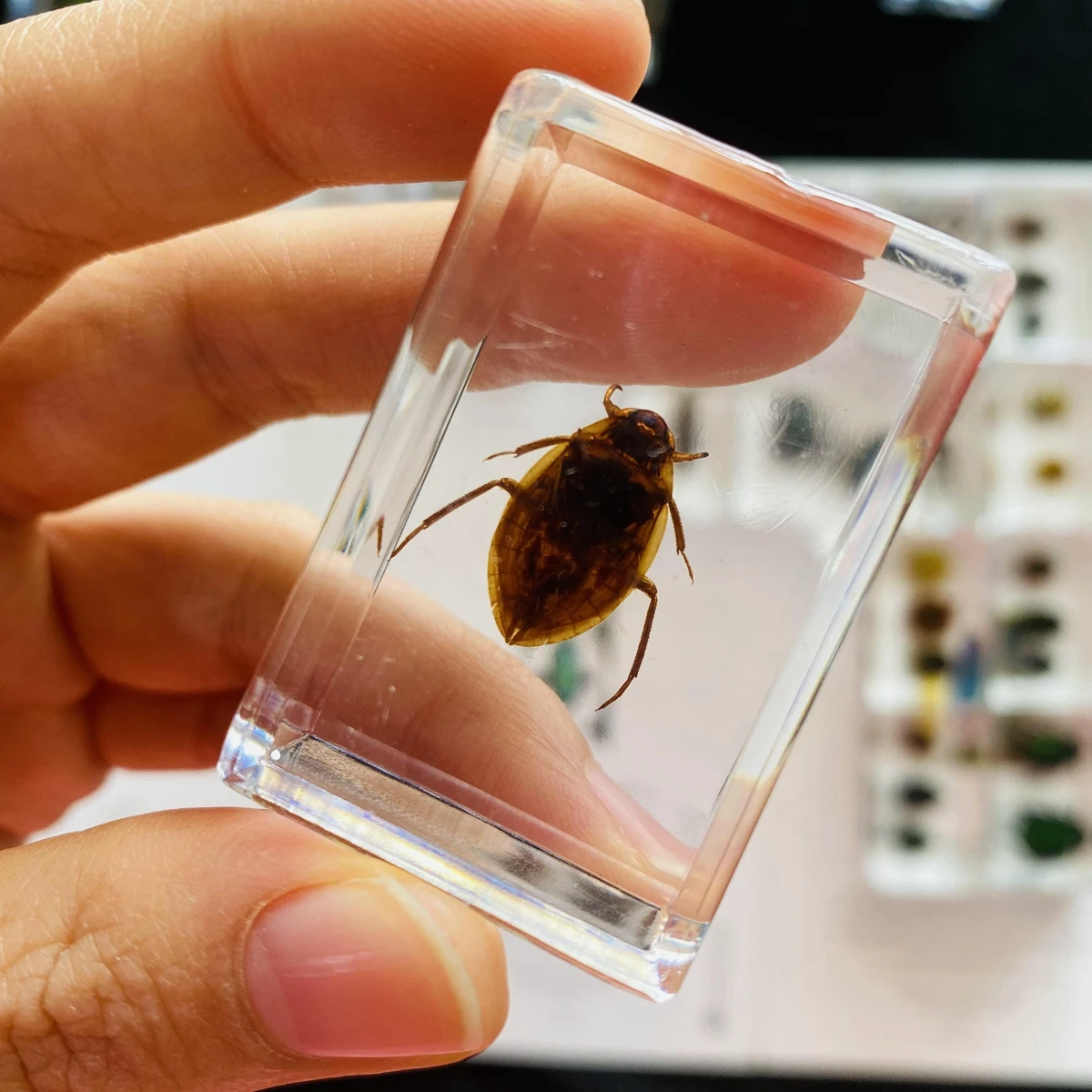 1Pcs Various Insect Specimen in clear Resin Paperweight Specimen 