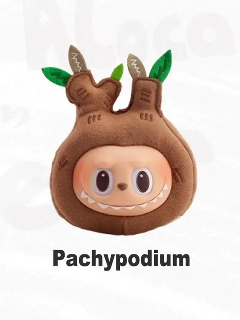 Pachypodium