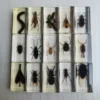 Resin Insect Bug Specimen Taxidermy Epoxy Resin Bug Spiders Beetles Specimen Model Scorpion Insect Crafts Decoration Ornament 1