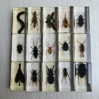 Resin Insect Bug Specimen Taxidermy Epoxy Resin Bug Spiders Beetles Specimen Model Scorpion Insect Crafts Decoration Ornament 1