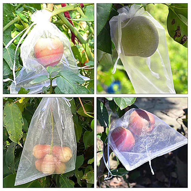 Discover 73+ fruit tree bags best in.duhocakina