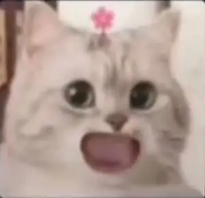 TM Lucky Cat Store