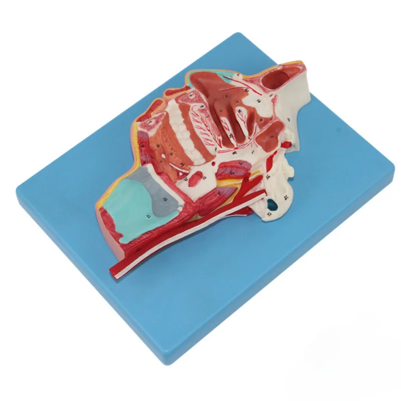 Anatomical model of blood vessels and nerves on the inside and side of the mouth/nose/pharynx/larynx, medical teaching tool