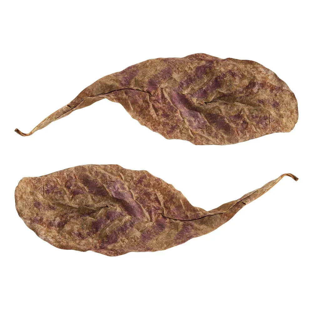 Aquarium leaves Natural Terminalia Catappa Foetida Leaves Island Almond Leaf Fish Cleaning Treatment Aquarium Tank
