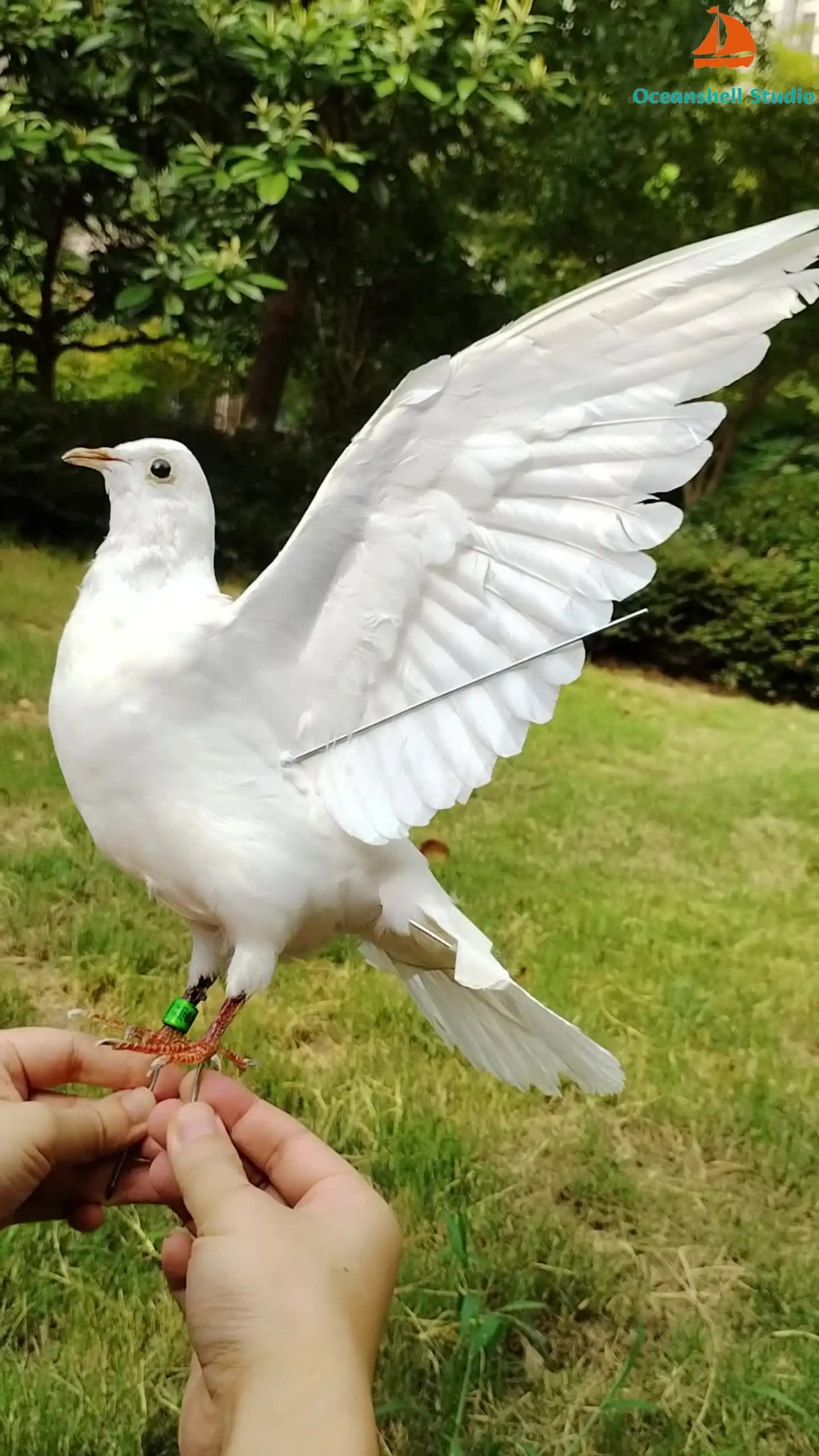 タキシデミー-本物の鳩の標本白い鳥、装飾品、科学、教育、家、庭