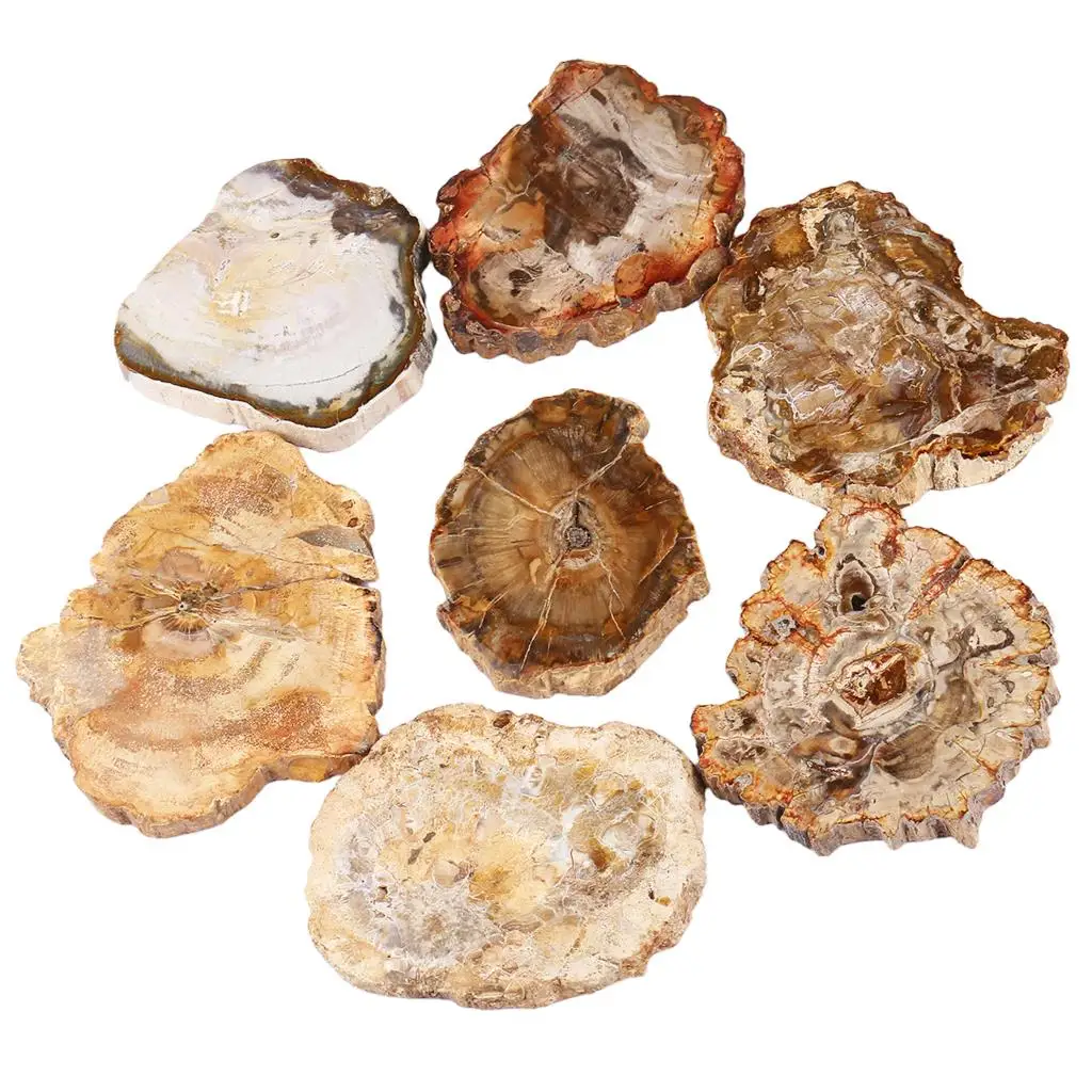 Natural Petrified Wood Slab Stone Tree Specimen Slice Irregular Shape Minerals For Reiki Healing Home Decoration