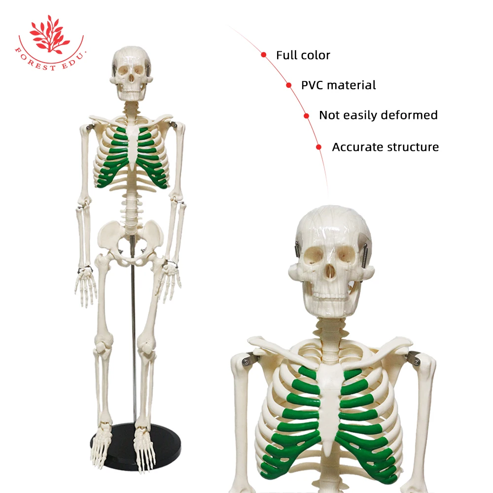 Human Skeleton Model FRT012 Medical Science 85cm Green Thoracic Clinic Pvc Material Education Teaching Research Demonstration