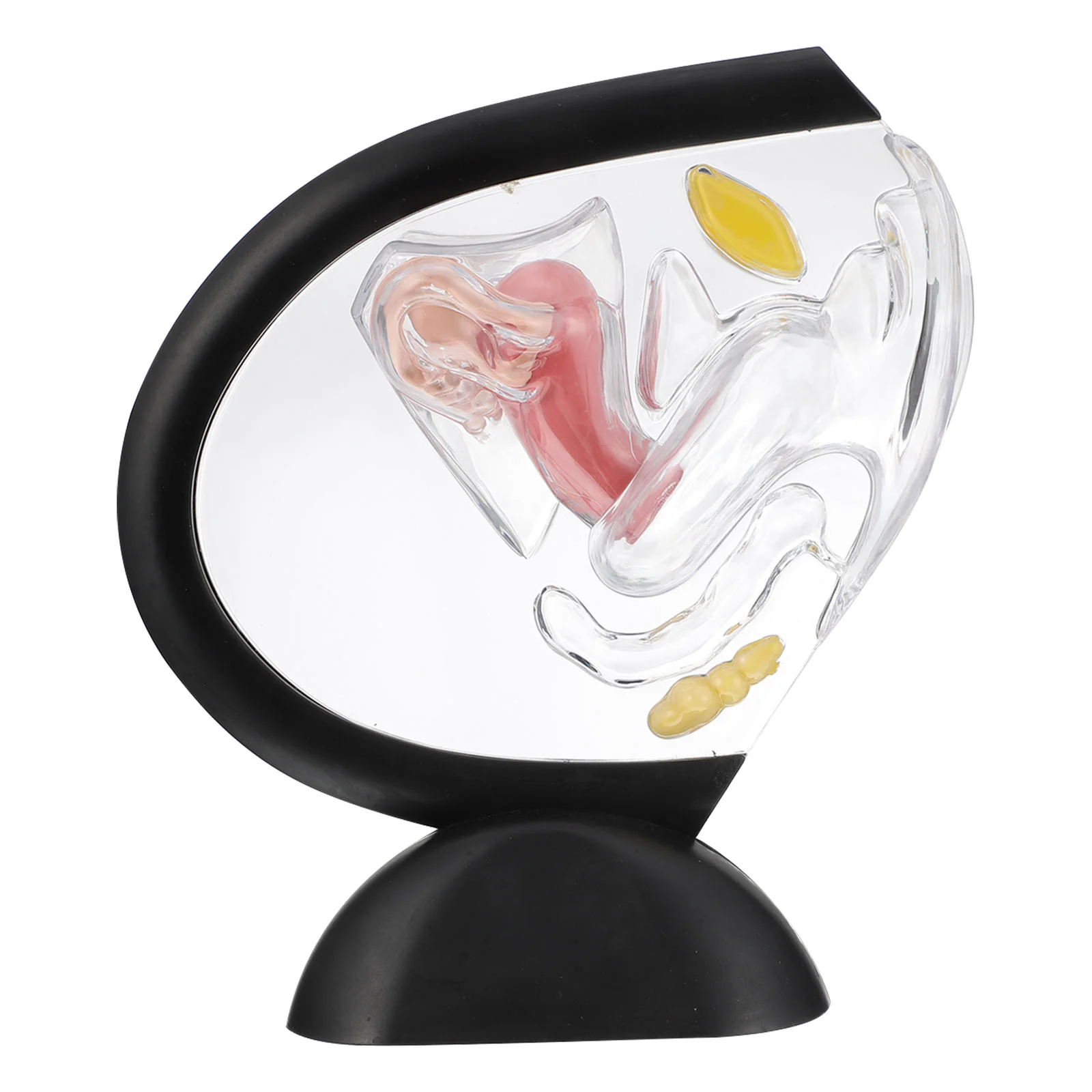 

Transparent Uterus Model Models Women Organ Structure Teaching Supply Wall Pvc Visible Medical Nurse