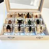 Fine beetle real insect resin specimen locust celestial beetle crab beetle ant bee firefly 3