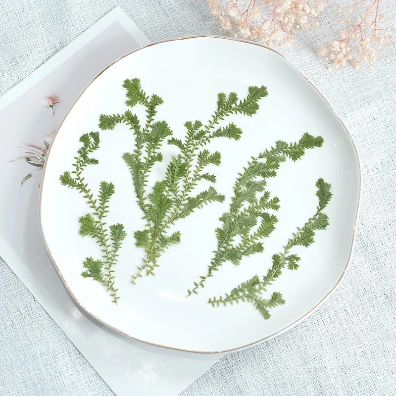 Natur grünes Gras gepresste Blume DIY Pflanze Fotorahmen Lesezeichen Duftkerze Tischlampe Epoxidharz Trockenblume Handyhülle, 12 Stück
