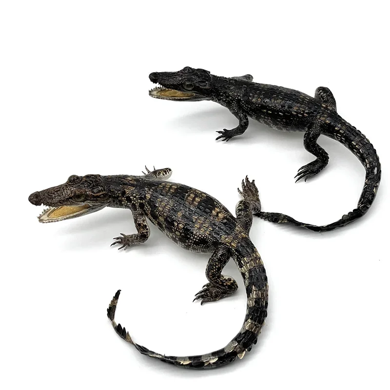 Genuine Leather Small Ornaments Crocodile Ornament Specimen Creative and Personalized Office Desktop Decorations Handicrafts 5