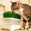 Plastic Grow Nursery Pots Cat Grass Germination Tray Pet Parrot Grass Soilless Hydroponic Bean Seedling Tray Garden Supplies 3