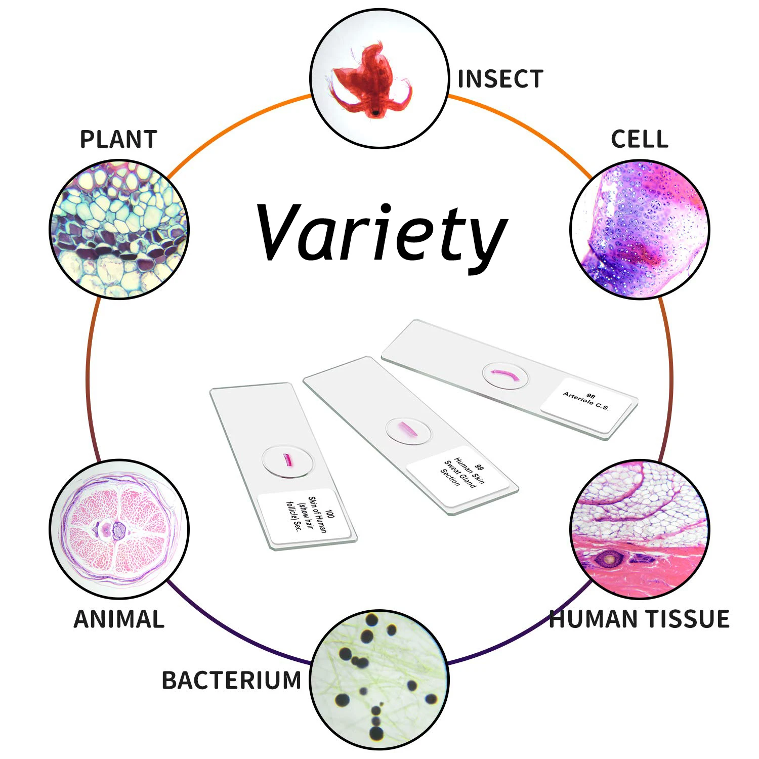 Microscope Glass Slides 100pcs Biology Prepared Microscope Glass Slides Lab Specimens Basic Biological