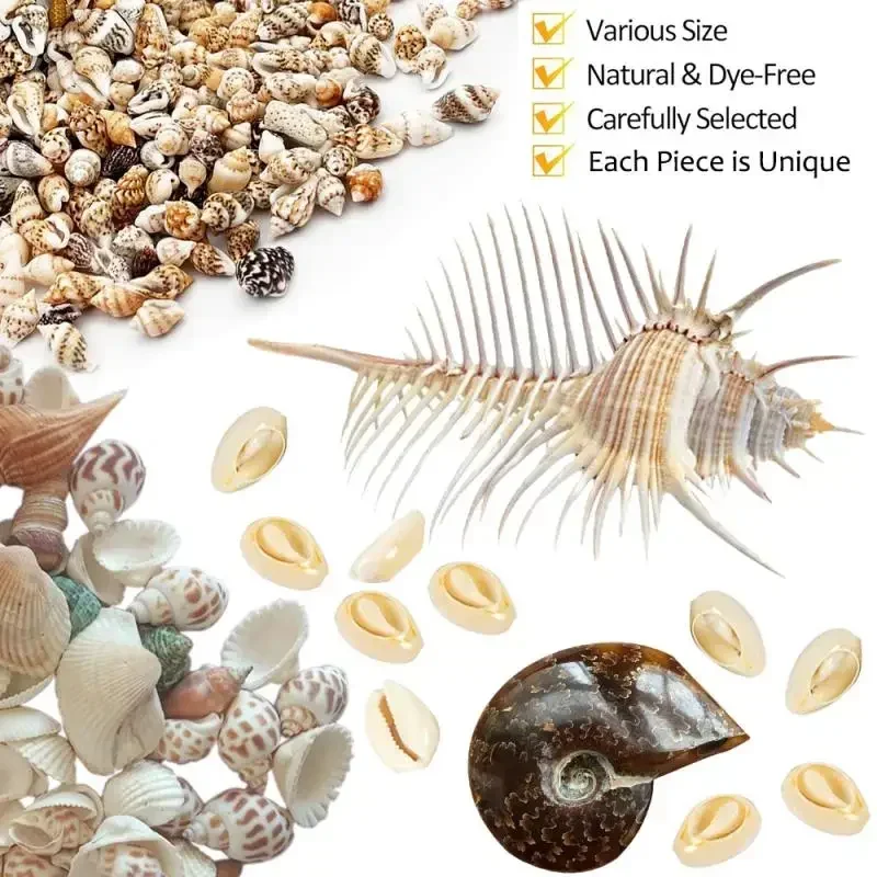 Natural Shell Ornaments 1/50/100pcs Gram Mix Natural Sea Shells Conch Coquillage Beach Decor Craft Marine Style Fish Tank Seashells Conch Embellishment