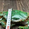 China's Old Jade Carved green Jade Crab 6