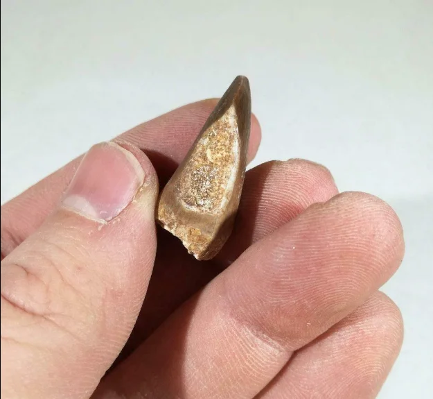 Dente Di Mosasauro Fossilizzato - Replica Didattica Con Scatola Per Collezionisti E Aule - Foto 6