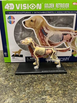 Canine Anatomy Learning Model 1